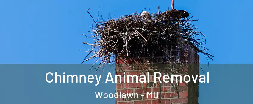 Chimney Animal Removal Woodlawn - MD