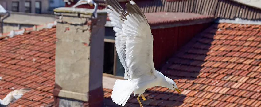 Residential Chimney Animal Removal Solution in Woodlawn, MD
